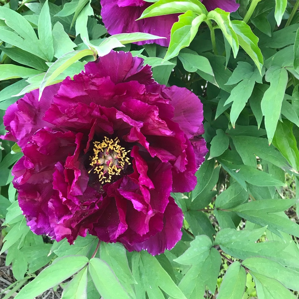 Meet your Posher, Caraline